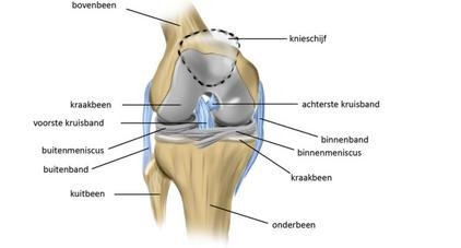 Knie